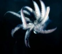 BTE-Squid.png