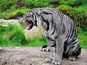 -Maltese Tiger.jpg