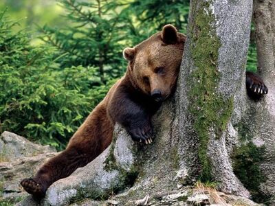 Oso pardo arbol.jpg