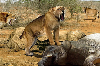 Tigre dientes de sable.png