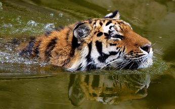 Tigre nadando.png
