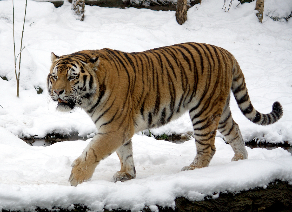 Tigre siberiano