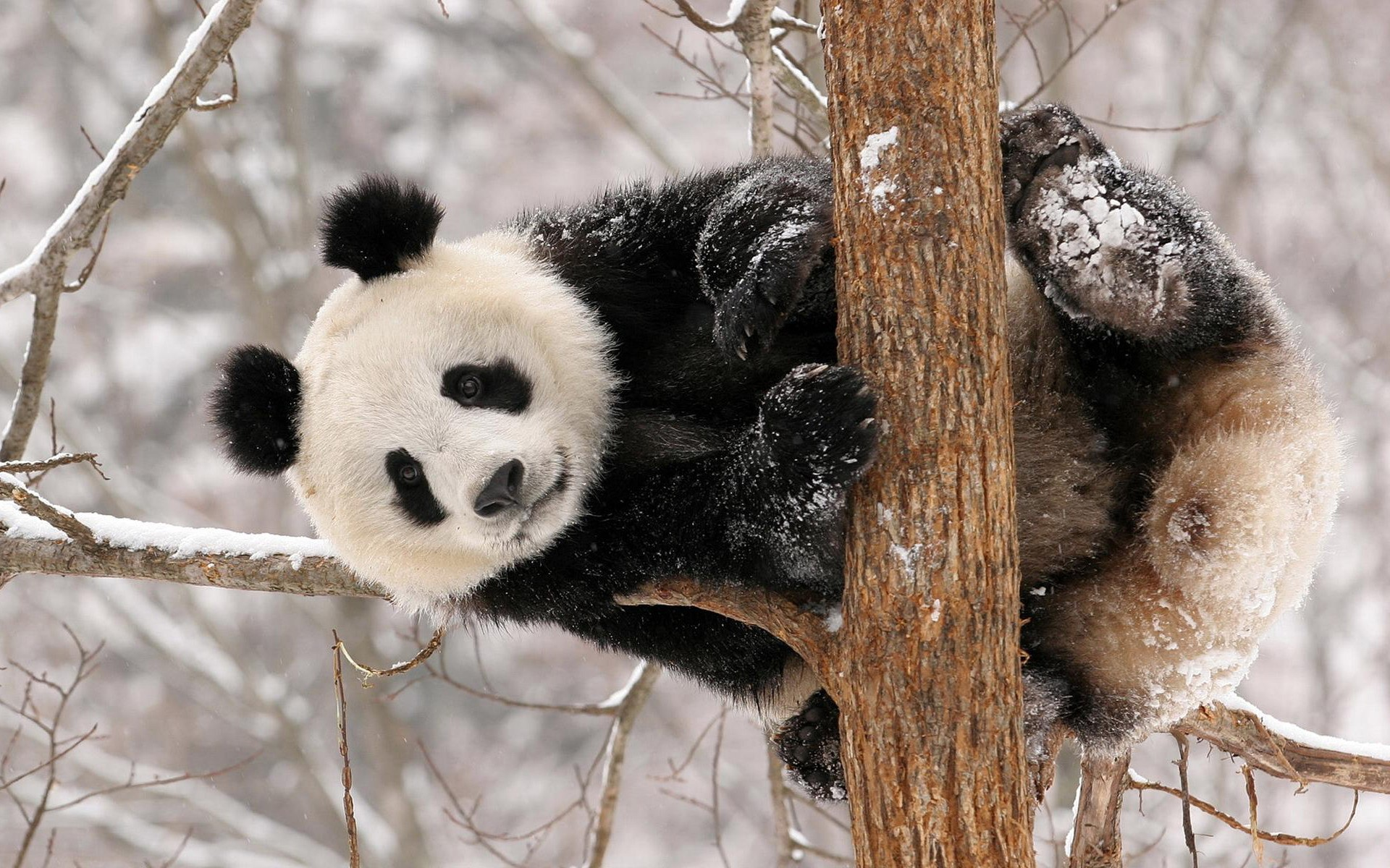 Oso Panda | Wiki Reino Animalia | Fandom powered by Wikia