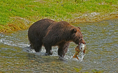 Oso pardo pescando.jpg