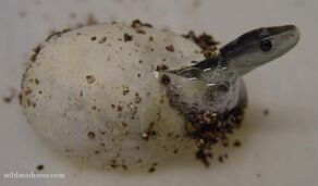 Mamba negra bebe.jpg