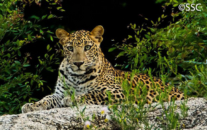 Leopardo indio 7.png