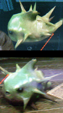 Blowfish-2.png