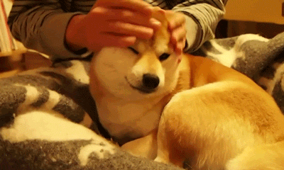 http://vignette2.wikia.nocookie.net/roblox/images/1/1d/Doggo.gif/revision/latest?cb=20160722231828