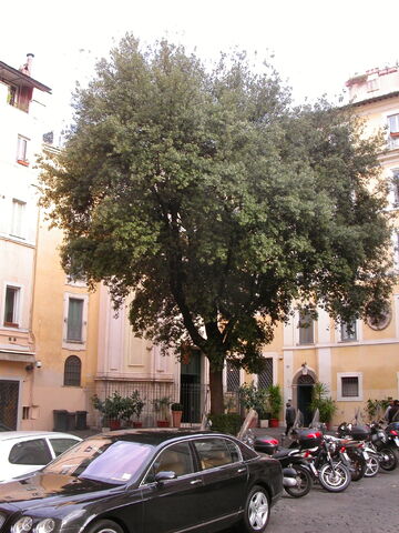 File:2011 Maria in Quercia, oak tree.jpg