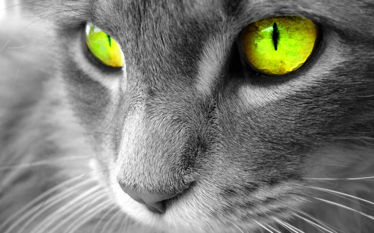 http://vignette2.wikia.nocookie.net/rs-warrior-cats/images/7/79/3.jpg/revision/latest?cb=20140415084420&path-prefix=de