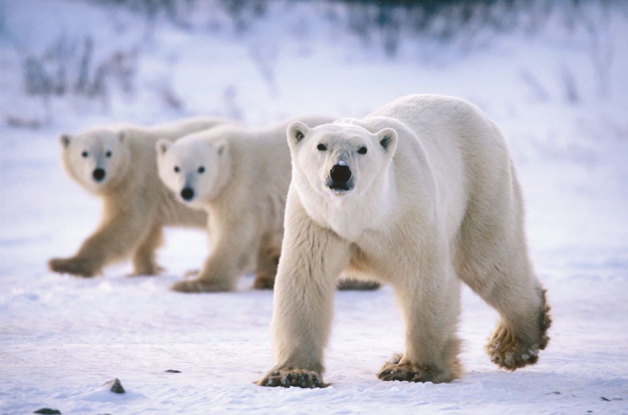 Polar Bear | Seekers Wiki | FANDOM powered by Wikia