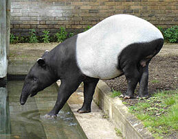 Malayan Tapir