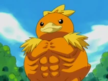 Torchic