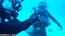 Funny gifs cracking an egg underwater-s300x169-261910-580a.gif (1.89 MB) Funny gifs cracking an egg underwater-s300x169-261910-580a