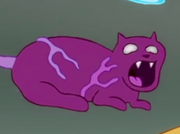 Mr. Whiskers