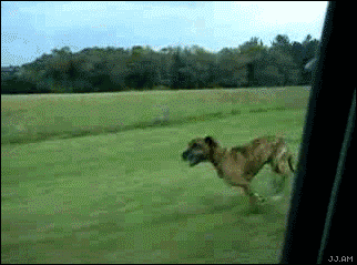 http://vignette2.wikia.nocookie.net/ssb/images/b/bf/Do_a_barrel_roll.gif/revision/latest?cb=20091005235054