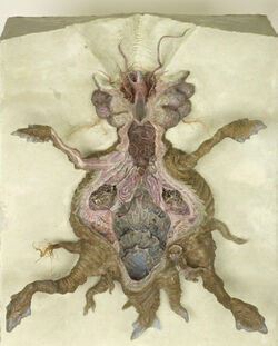 Sarlacc model.jpg