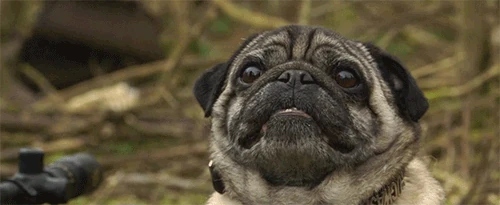 Sergeant Pugsley SuperEpicFailpedia Wiki Fandom powered by Wikia