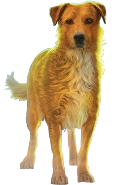 survivors dogs lucky survivors by erin wiki fandom powered by wikia survivors dogs lucky survivors by erin wiki fandom powered by wikia