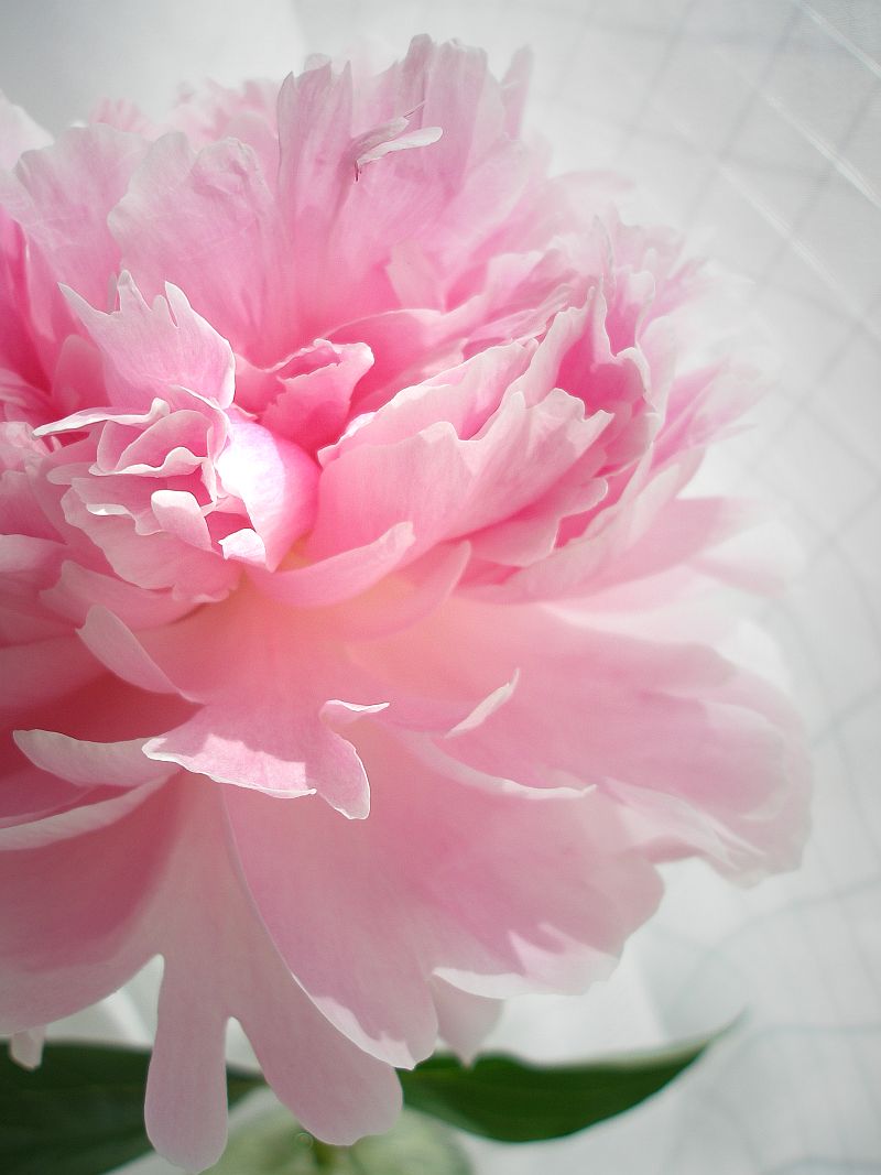 Peony Symbolism Wiki Fandom powered by Wikia