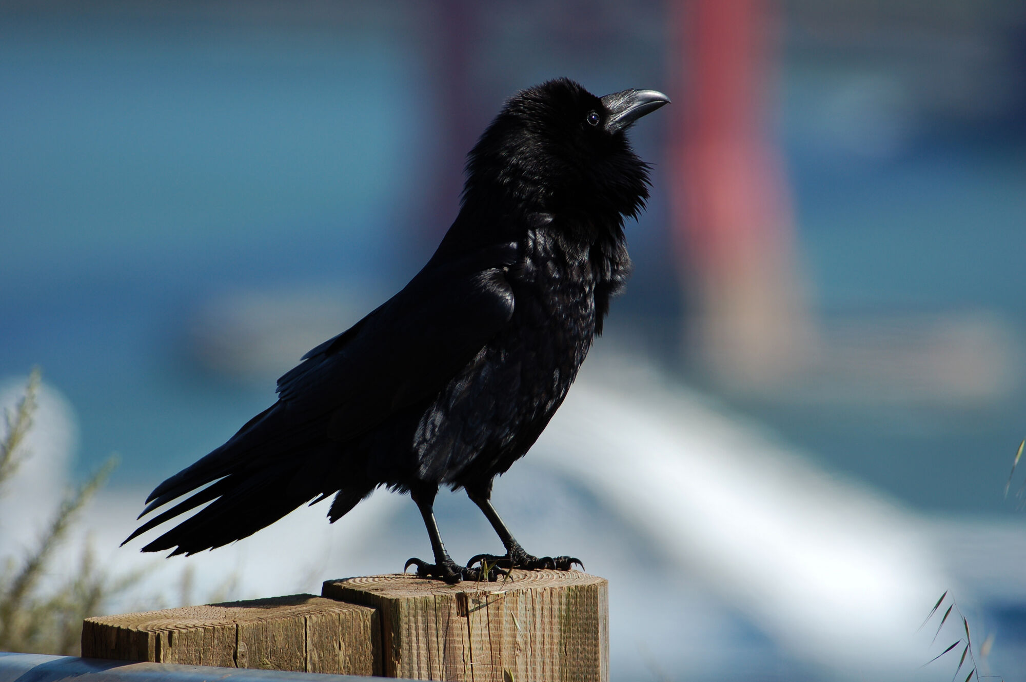 Raven | Symbolism Wiki | FANDOM powered by Wikia