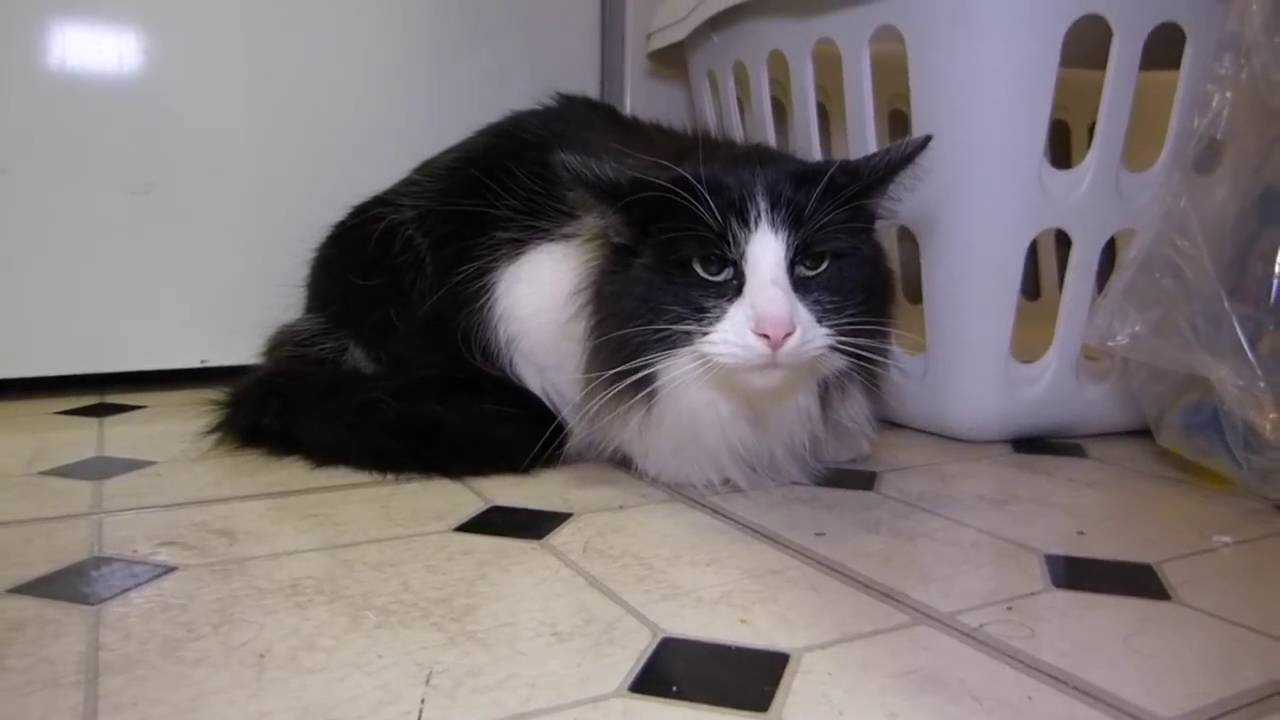 Is Max Cat Good Cat Food Is Max Cat Good Cat Food