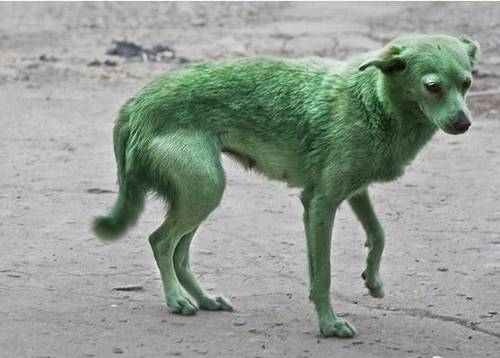dogs with green user the platypi made up breeds part 1 green retriever poochpedia dogs with green user the platypi made up breeds part 1 green retriever poochpedia