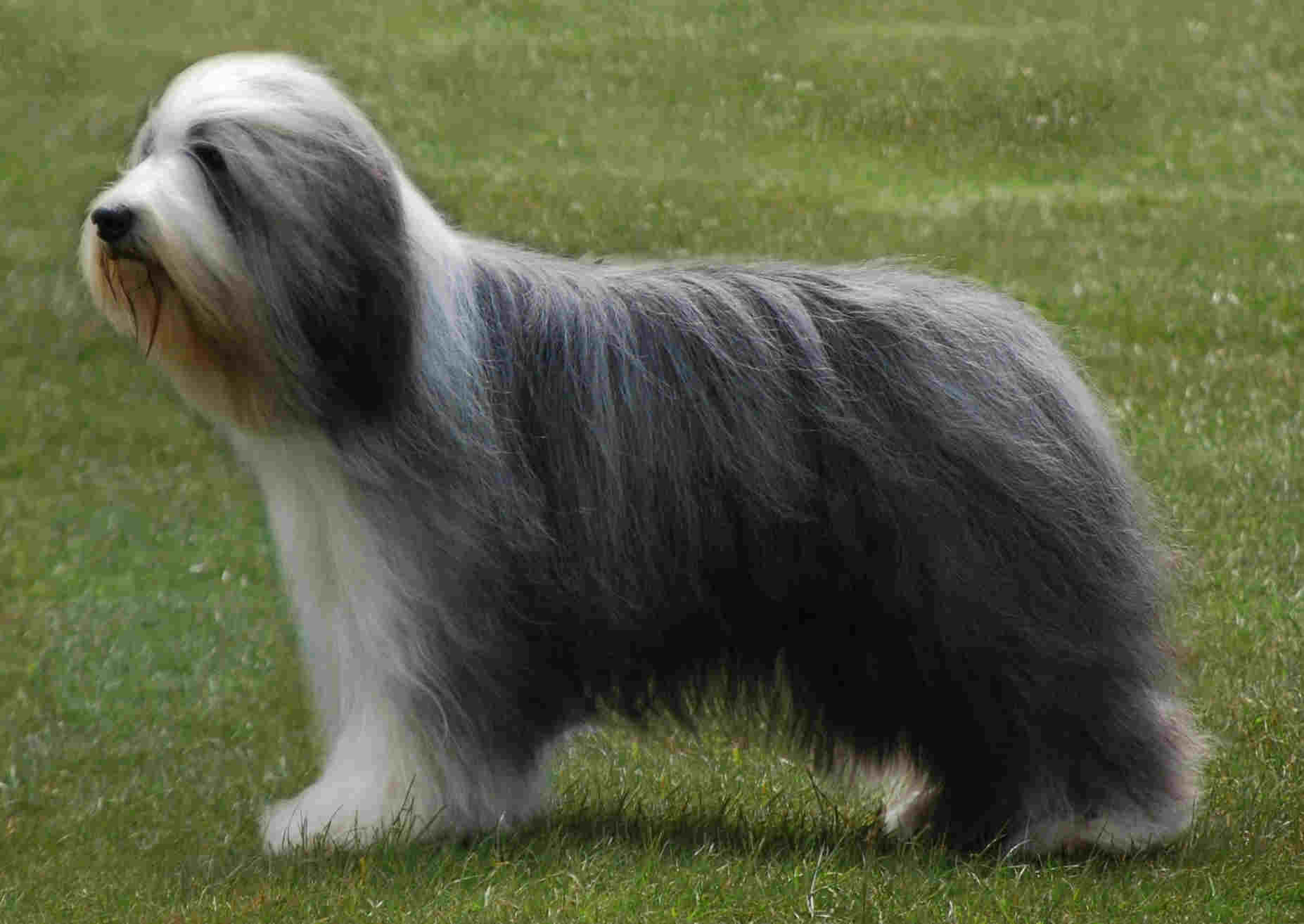 The Bearded Collie: A Guide to This Lovable Dog Breed 8 How To Care For Bearded Collie