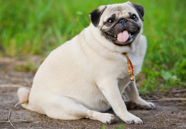 how much do pugs weigh pug poochpedia fandom powered by wikia how much do pugs weigh pug poochpedia fandom powered by wikia