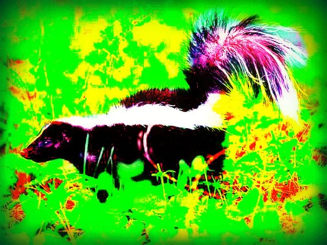 File:Skunk-in-grass-800x600.jpg