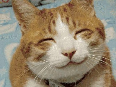 Image result for happy cat