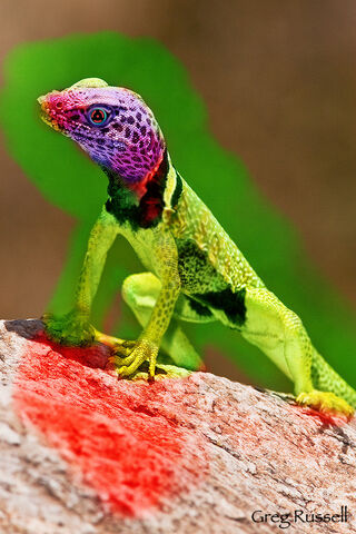 File:Lizzard mutt 副本.jpg
