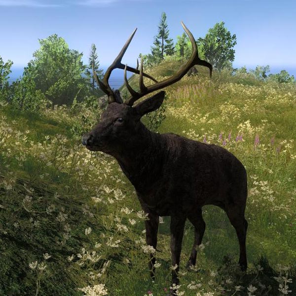 Image - Species ELK B Melanistic.jpg | The Hunter Wikia | Fandom ...