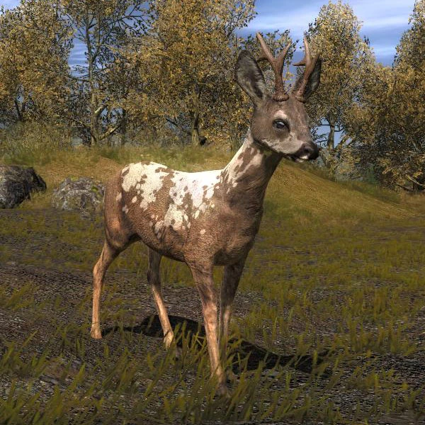 Image Species ROE B piebald.jpg The Hunter Wikia FANDOM powered by Wikia