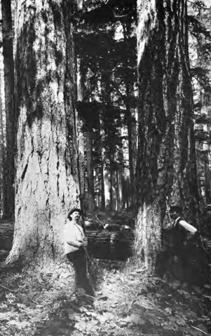 File:Old Growth forest in Oregon Coast Range.png