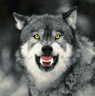 Image result for wolf snarling