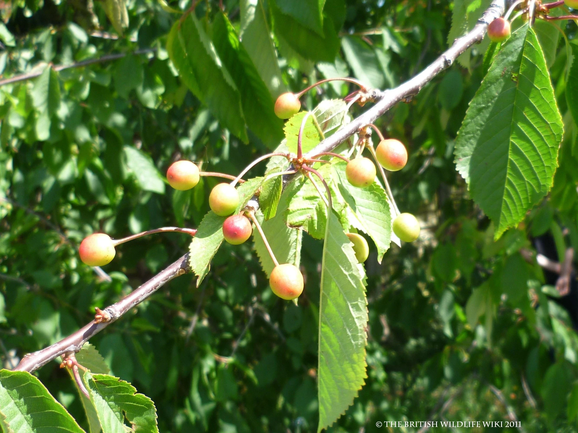 Bird Cherry British Wildlife Wiki Fandom powered by Wikia