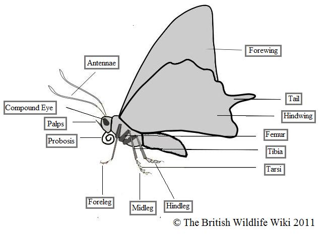 Category:Butterflies | British Wildlife Wiki | FANDOM powered by Wikia