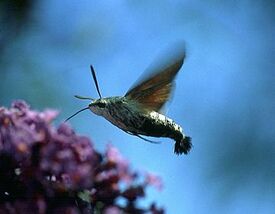 HummingbirdHawk ~ Ian Kimber