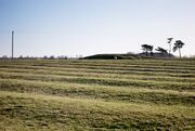 Cold Newton ridge and furrow