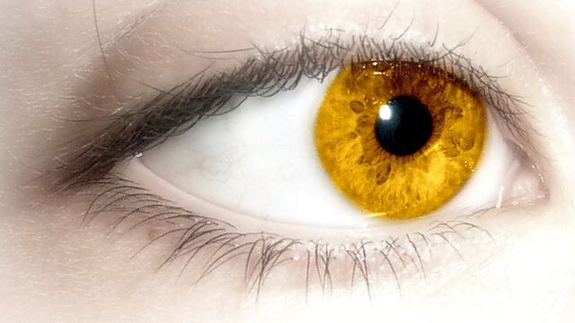 File:Goldeye.jpg