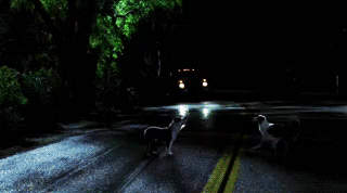 Shapeshifter.gif