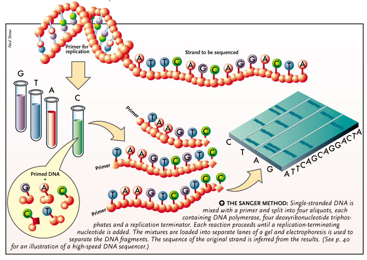 an experiment showing the effects of polymerase chain reaction and gel electrophoresis on a dna intr an experiment showing the effects of polymerase chain reaction and gel electrophoresis on a dna intr