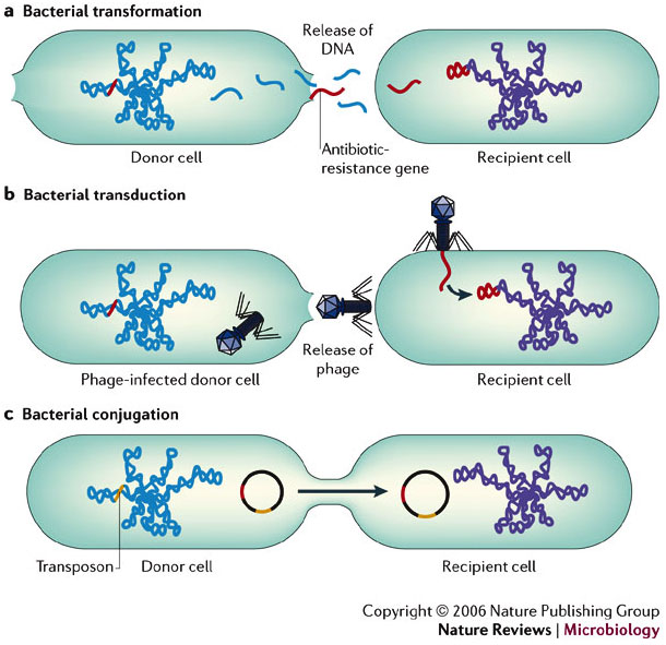 Horizontal gene transfer UVM & Genomics Wiki Fandom