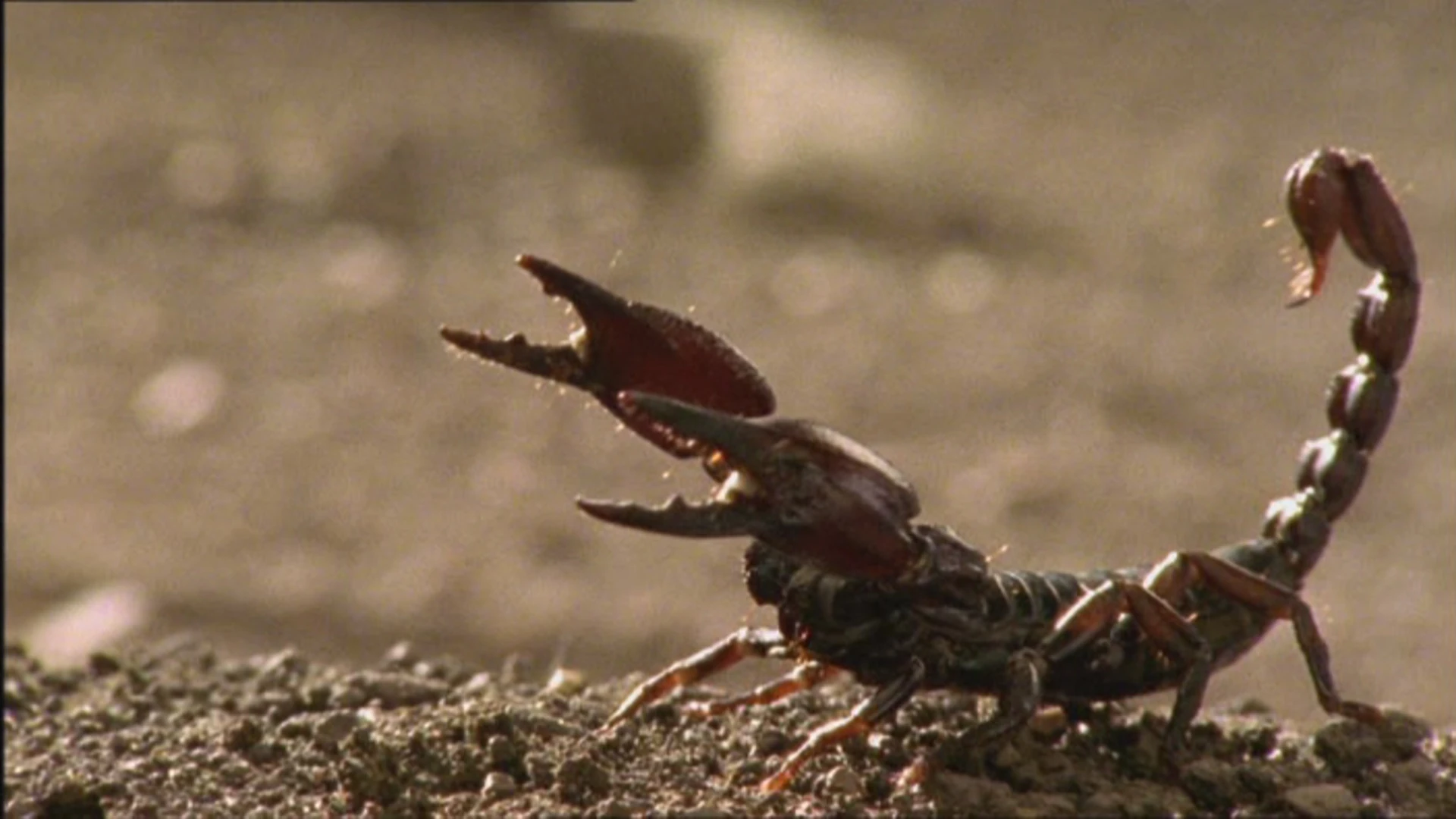 Scorpion Walking With Wikis Fandom powered by Wikia