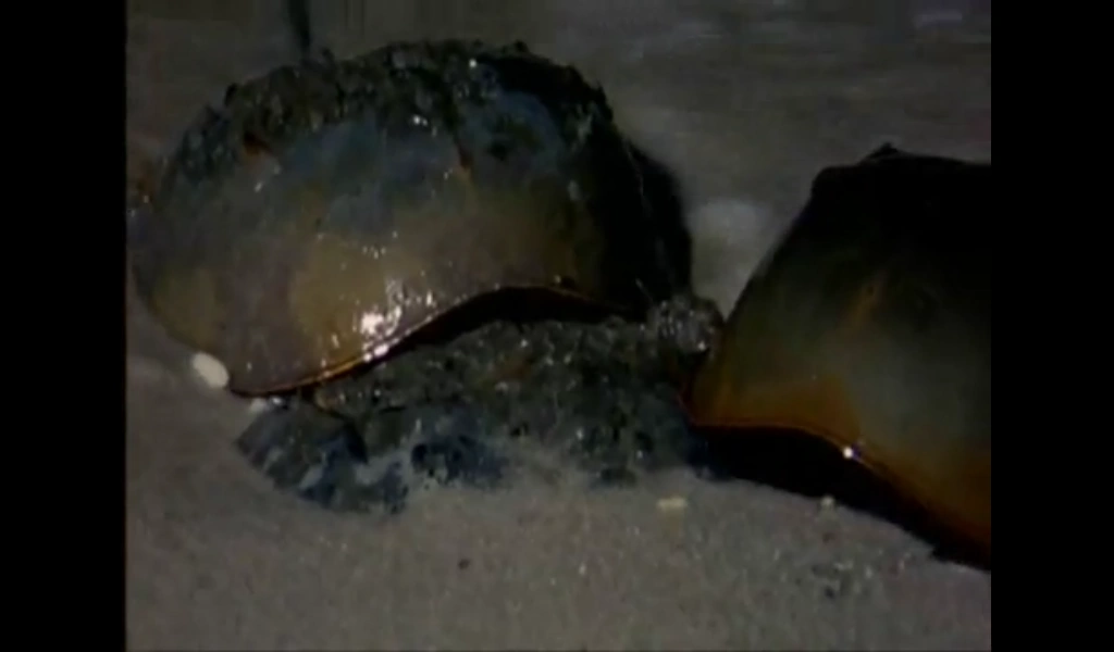 Horseshoe Crabs Walking with Dinosaurs Wiki FANDOM powered by Wikia