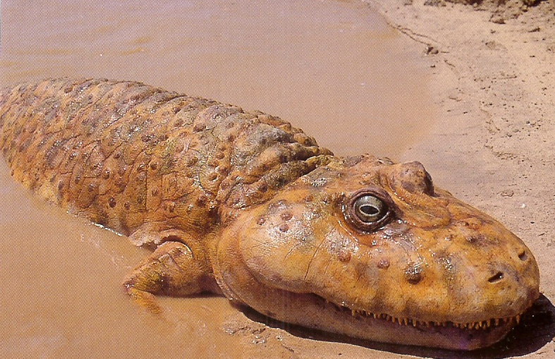 Category:Amphibians | Walking with Dinosaurs Wiki | FANDOM powered by Wikia