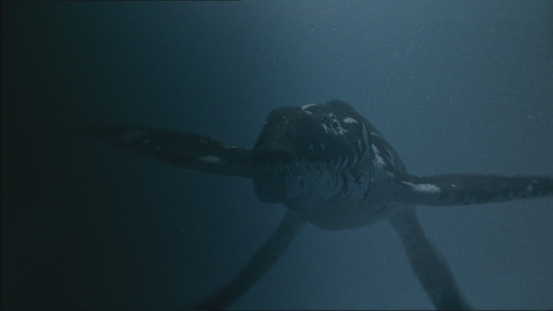 Liopleurodon | Walking with Trilogy Wiki | FANDOM powered by Wikia