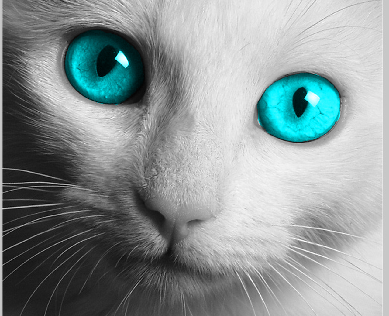 Image - White-Cat-Blue-HD-Wallpapers (1).jpg | Warrior Cats Fanfiction and Role Play Wiki