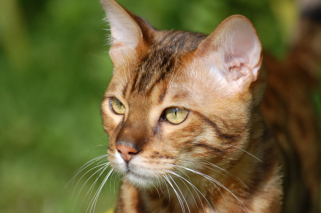 Warrior Cats Golden Stripe Warrior Cats Golden Stripe